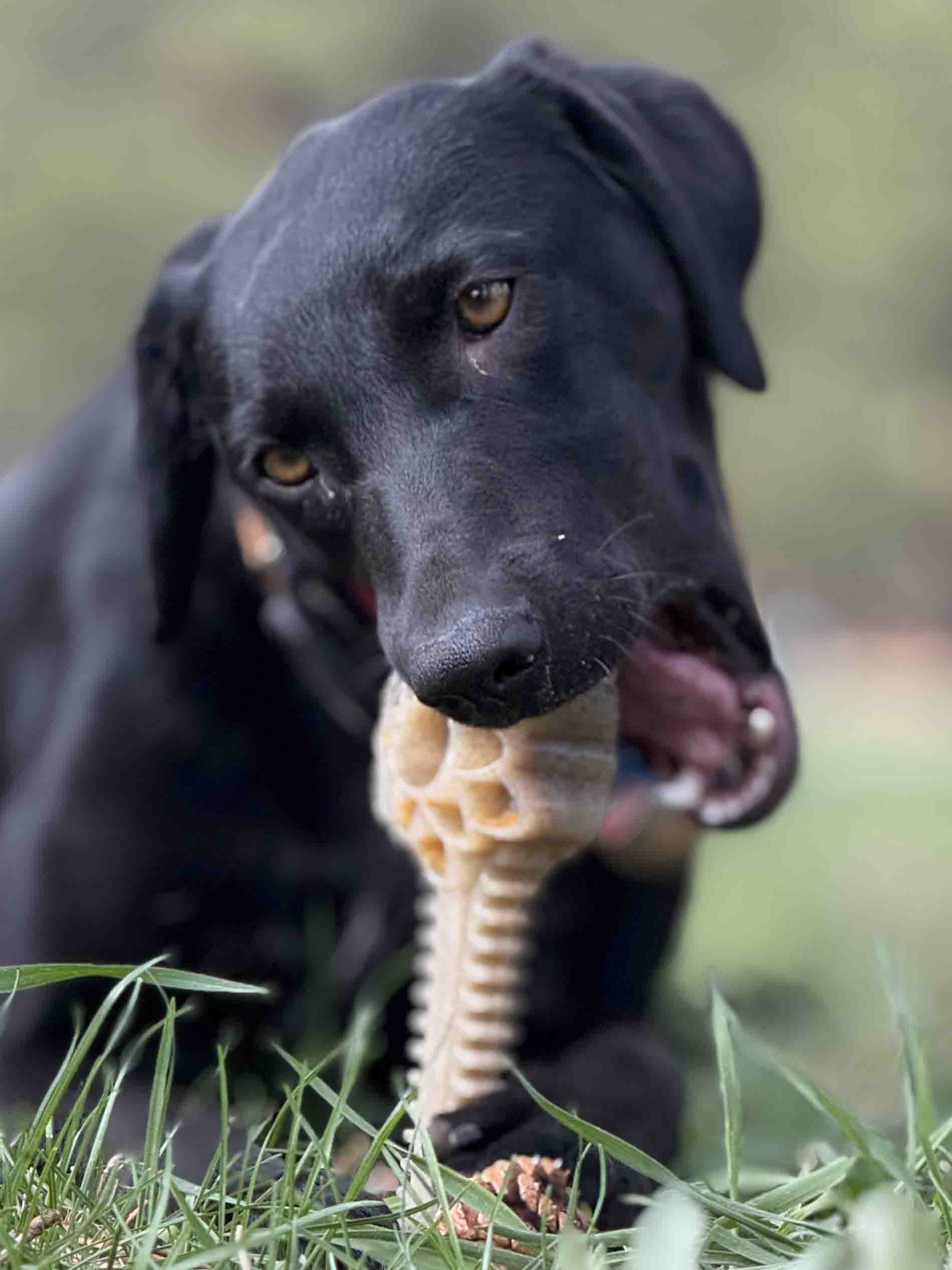 Honey Bone Dental Flower Tower - Indestructible Nylon Dog Chew Toy XL | USA