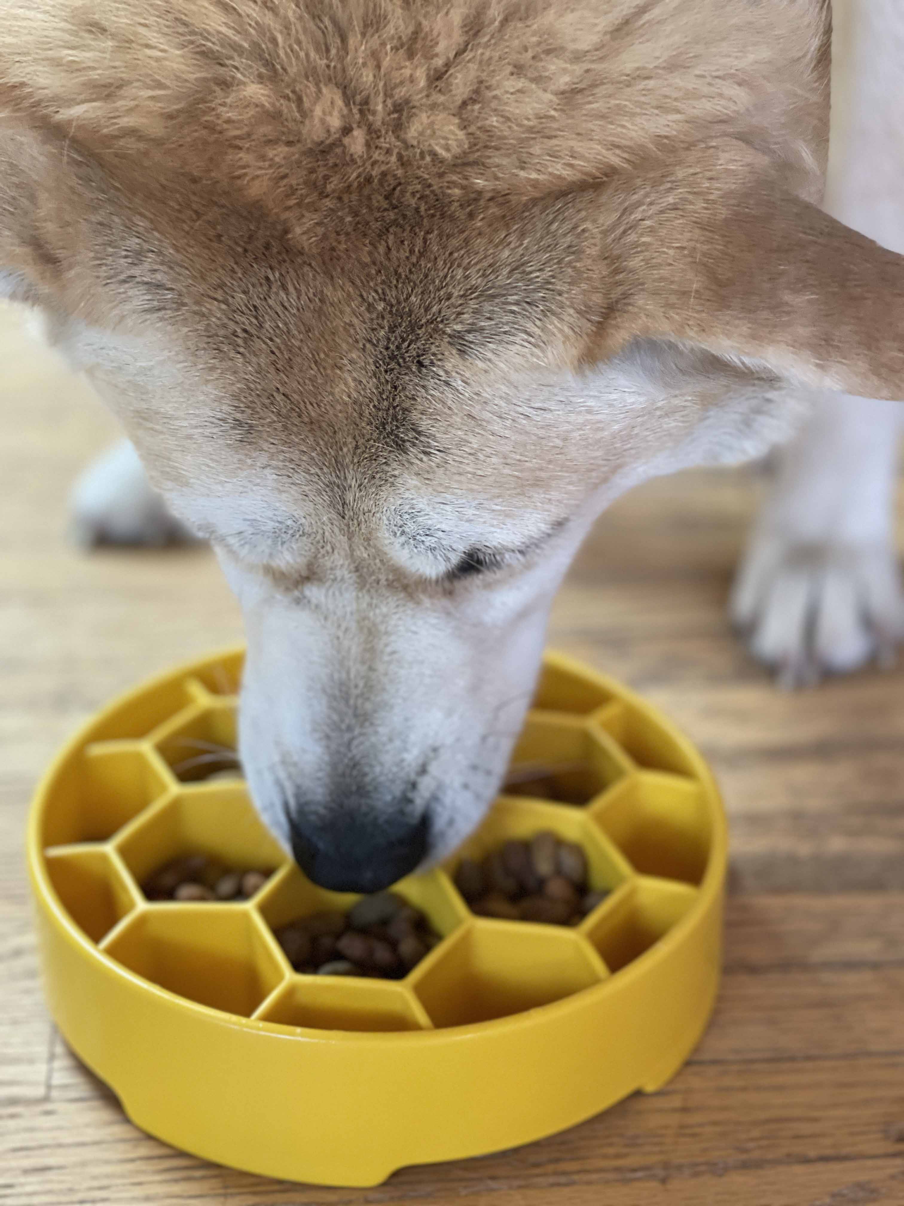 Honeycomb eBowl Deep Slow Feeder Dog Bowl for Enrichment | USA Made